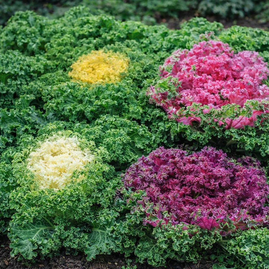 Kale Fringed Leaves Seeds - 50 Seeds Pack | Chemical-Free | Easy to Grow
