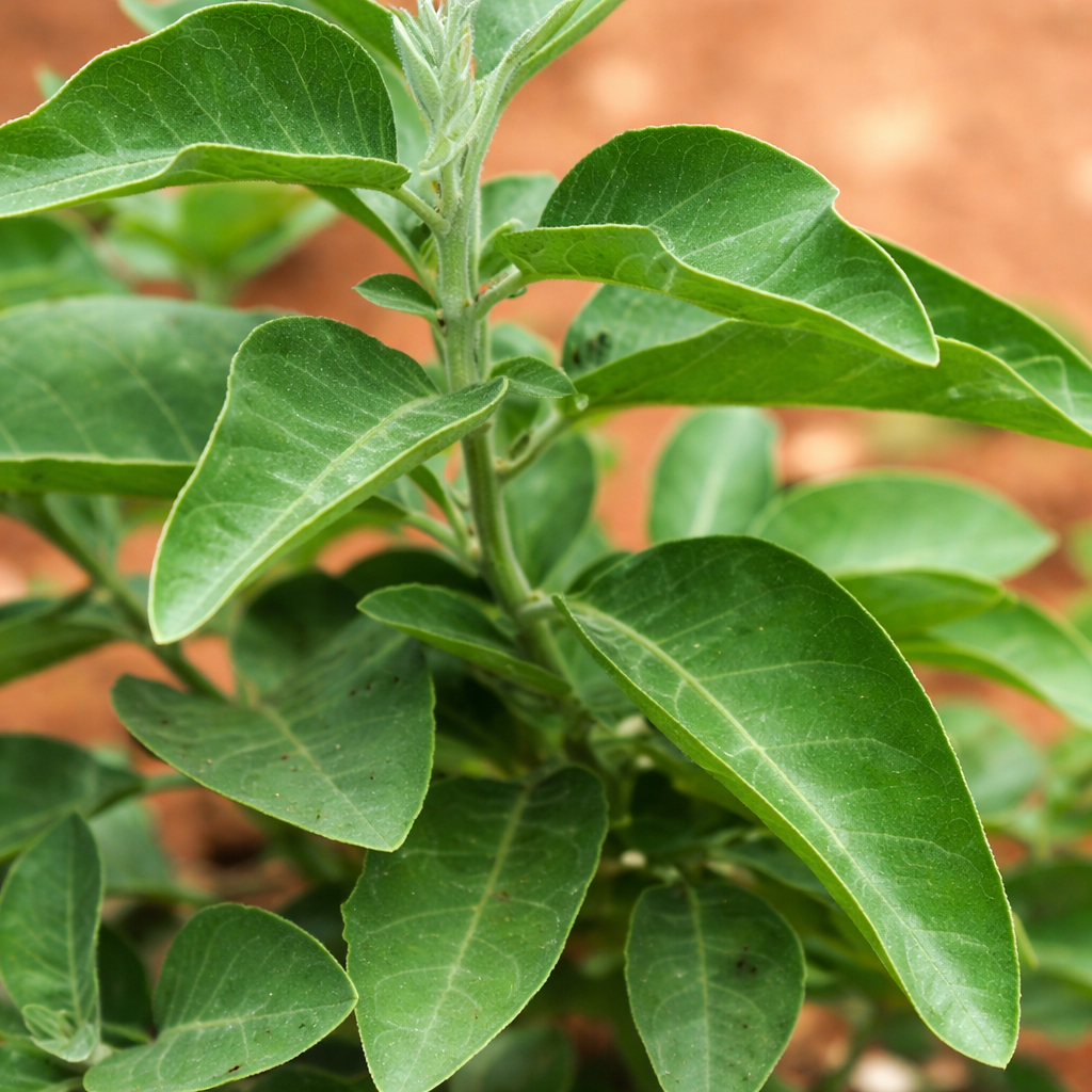 Ashwagandha Indian Ginseng Seeds - 100 Seeds Pack | Open Pollinated | Chemical-Free