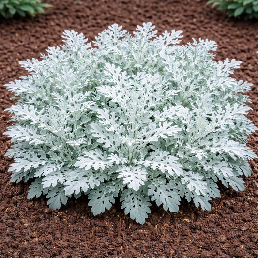 Cineraria Maritima Silver Dust Seeds - 100 Seeds Pack | Chemical-Free | Easy to Grow