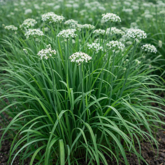 Garlic Chives Seeds - 40 Seeds Pack | Open Pollinated | Chemical-Free