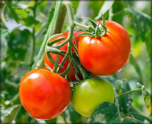 Tomato Naati Seeds (Desi Variety) – Open Pollinated | Chemical-Free