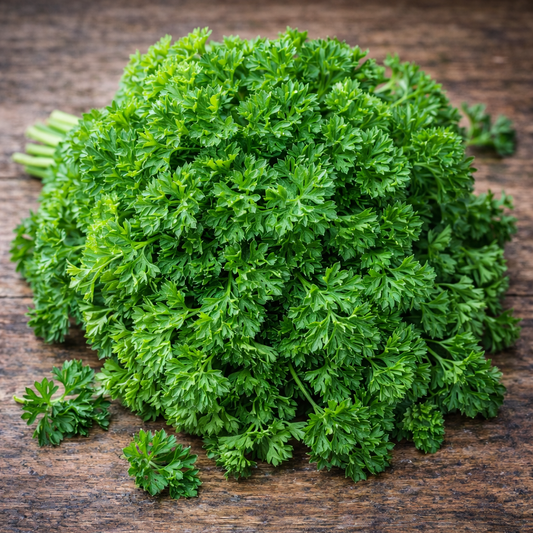 Parsley Forest Green Seeds - 100 Seeds Pack | Chemical-Free | Easy to Grow