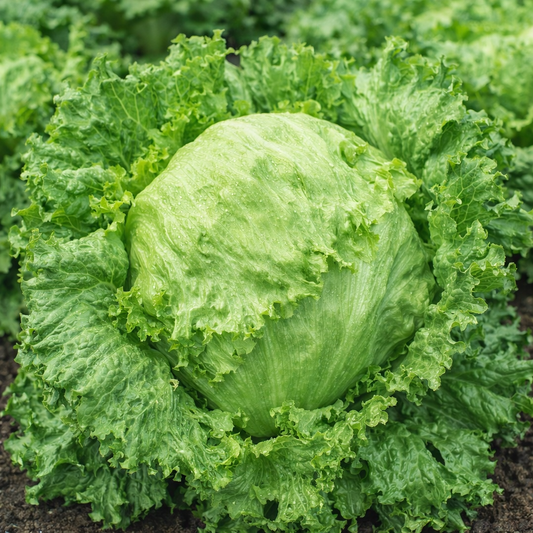 Lettuce Iceberg Crispino Seeds - 100 Seeds Pack | Chemical-Free | Easy to Grow